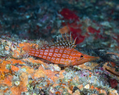 Oxycirrhites typus