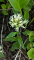 Antennaria racemosa