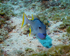 Xanthichthys auromarginatus