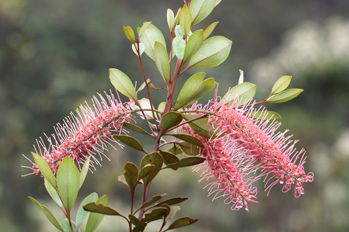 Grevillea gillivrayi Hook.