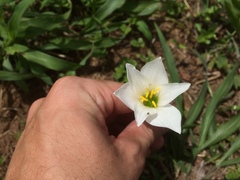 Zephyranthes puertoricensis