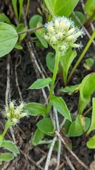 Antennaria racemosa