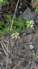 Antennaria racemosa