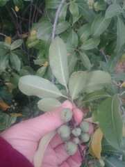 Pittosporaceae
