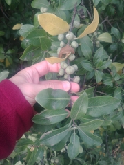 Pittosporaceae