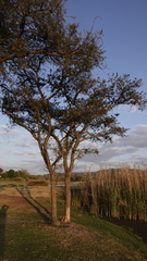 Vachellia sieberiana
