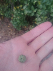 Pittosporaceae