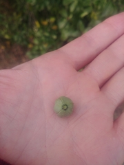 Pittosporaceae