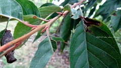 Alniphyllum pterospermum