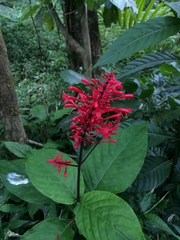 Odontonema cuspidatum