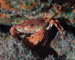 Goniosupradens hawaiensis
