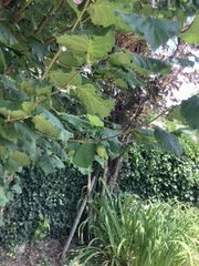 Corylus maxima