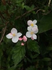 Begonia decandra
