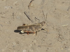 Cratypedes neglectus