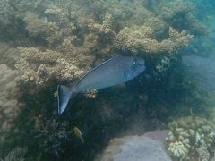 Naso tonganus