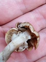 Psathyrella