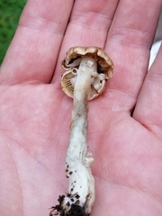 Psathyrella