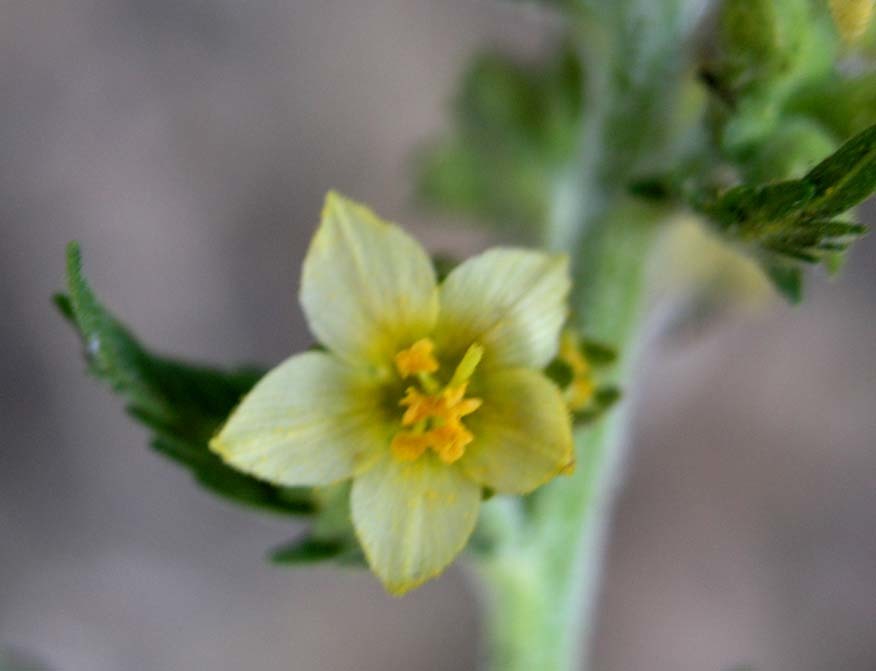 Polemonium foliosissimum var. flavum
