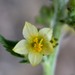Yellow Jacob's Ladder - Photo (c) Steve Ganley, some rights reserved (CC BY-NC), uploaded by Steve Ganley