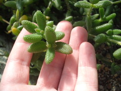 Delosperma echinatum