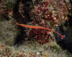 Dunckerocampus baldwini