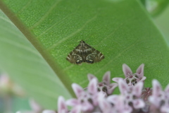 Petrophila canadensis