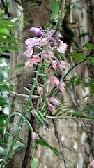 Calanthe masuca