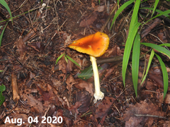 Amanita hemibapha