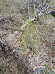 Macrozamia pauli-guilielmi