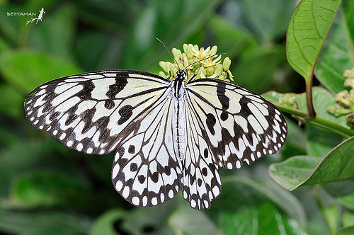 Paper Butterflies