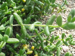 Delosperma echinatum