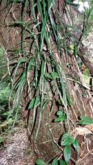 Haplopteris flexuosa