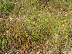 Macrozamia pauli-guilielmi