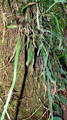 Haplopteris flexuosa