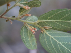 Alangium villosum