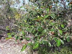 Alphitonia neocaledonica