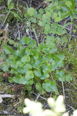 Parnassia