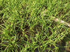 Carex schweinitzii