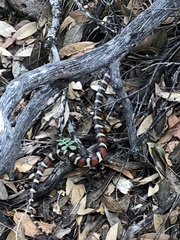 Lampropeltis pyromelana