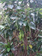 Alstonia balansae