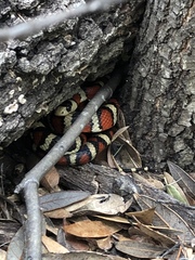 Lampropeltis pyromelana