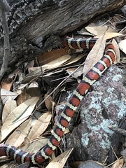 Lampropeltis pyromelana