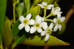 Denhamia fournieri