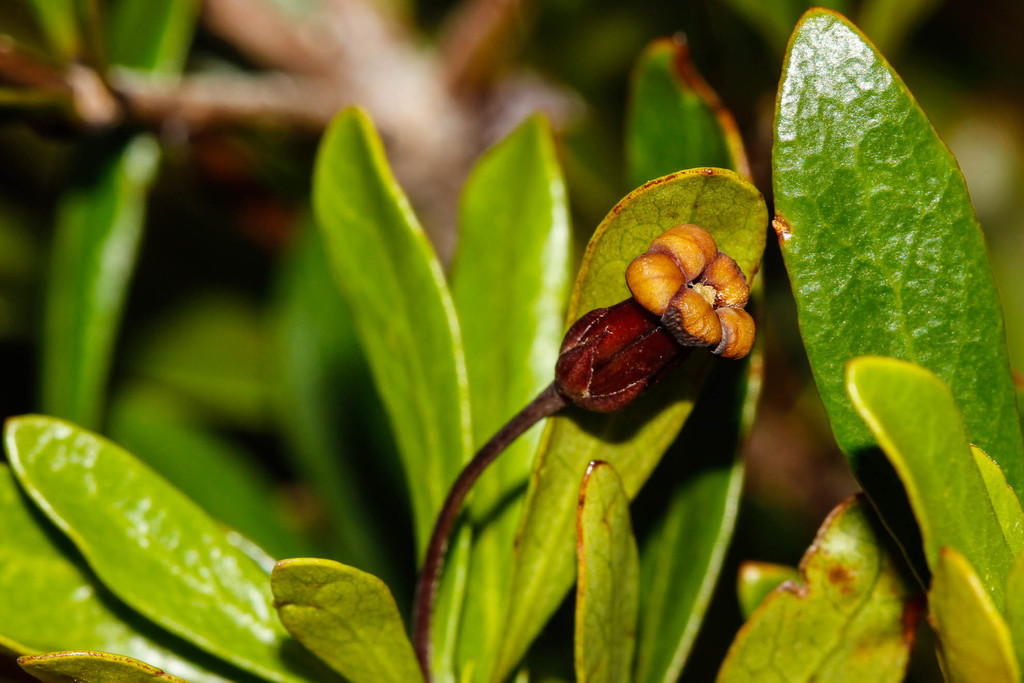 Pittosporum poumense