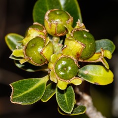 Xanthostemon carlii
