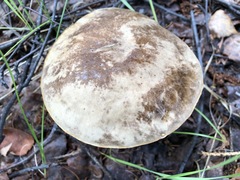 Leccinum alaskanum