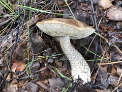 Leccinum alaskanum