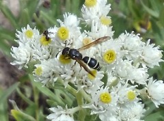Ancistrocerus albolacteus