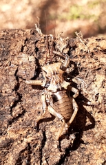 Enyaliopsis