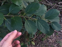 Cordia dichotoma